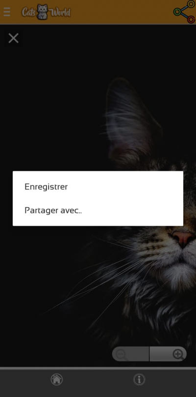 Cats World - Cute Pics & Infos