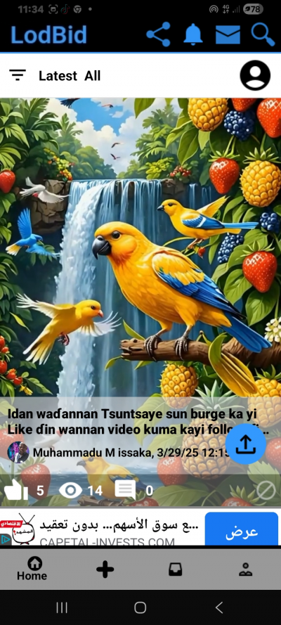 LodBid